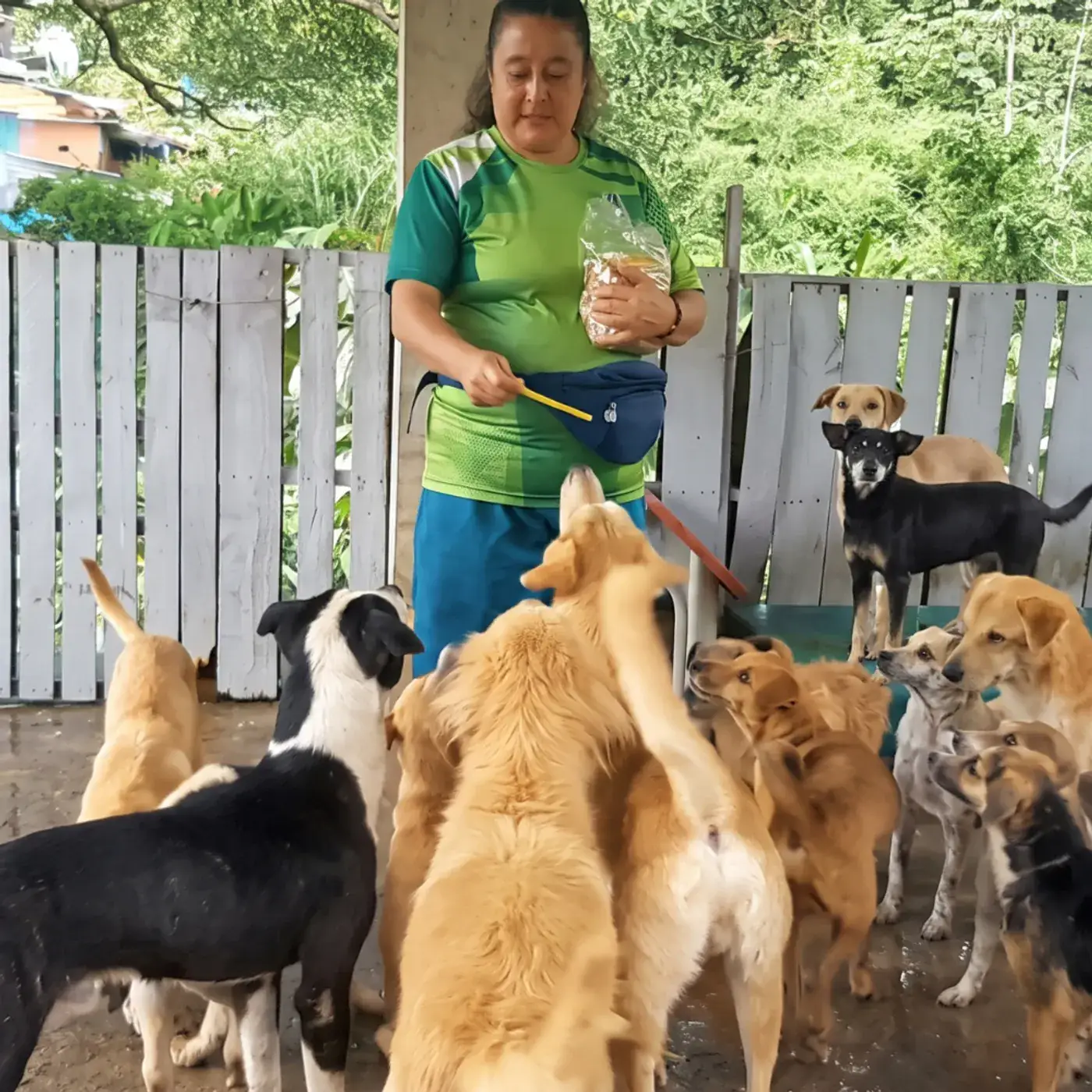 Rescatista dando de comer a varios perros en el patio del refugio