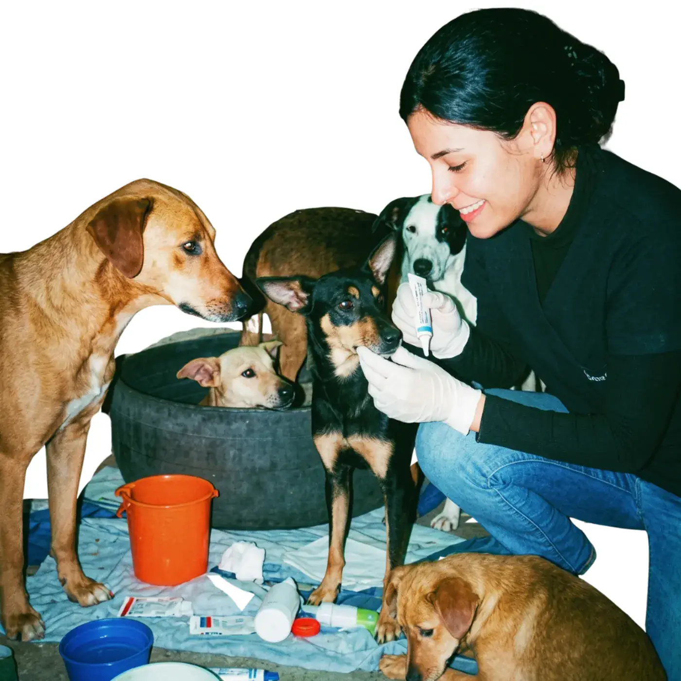 Una persona sirve comida a los perros del refugio