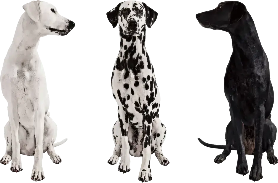 Tres perros sentados: uno blanco de perfil, un dálmata de frente y uno negro de perfil